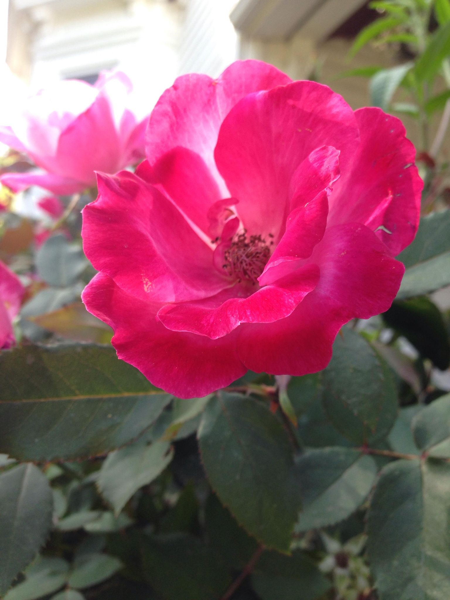 Photo of a pink rose